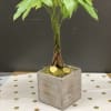 This Lucky money tree grow in the this rustic cube box 