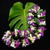This lei make with mix color dendrobium orchids 