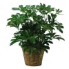 Potted green houseplant in a woven basket