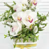 Serene Cymbidium White Orchids with a touch of greenery in a concrete
