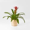 Potted bromeliad with red bloom in a woven basket