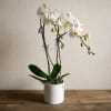 White orchid plant in a white pot on a wooden table