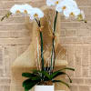 White orchids in a square white pot with burlap wrap