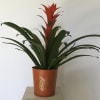 Potted bromeliad with red flower spike and long green leaves