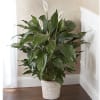 Potted peace lily with white blooms in a woven basket planter