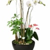 White orchids in a black bowl planter with pink anthuriums