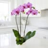 Pink orchids in a white ceramic pot on a kitchen counter