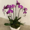 Potted magenta phalaenopsis orchids in a round white container.