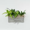 Planter including three 4" plants potted in container with ribbon &amp; moss.