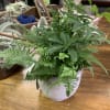 Potted green plant arrangement in a white ceramic container