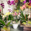 Potted orchids in white containers with moss accents