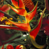 Tropical arrangement with orange-red heliconia and an orange cone-shaped bloom