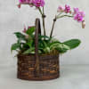 Pink orchids in a woven basket planter