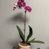 Potted orchid with magenta blooms in a decorative ceramic pot