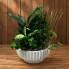 Mixed green houseplants arranged in a white ceramic bowl planter