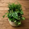 Potted green houseplant arrangement in a ceramic bowl with a ribbon