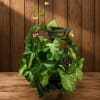 Basket arrangement of green foliage with a fish decoration and dark ribbon