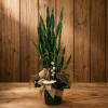 Tall snake plant arrangement in a dark pot with burlap ribbon and small white flowers