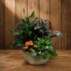 Potted green plant arrangement with small orange flowers in a round container