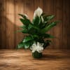 White peace lilies in a dark pot with a white ribbon