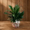 Potted green plant in a floral ceramic container with a white ribbon