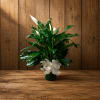 Potted peace lily arrangement with white blooms and a white ribbon bow