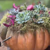 Succulents arranged in a pumpkin planter with moss and pink accents