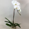 White orchid plant in a round pot with broad green leaves