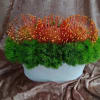 Orange pincushion-like flowers in a white bowl with bright green moss