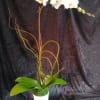 White orchid arrangement in a tall white pot