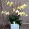 Yellow orchids in a white square planter