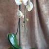 White orchid plant in a square white pot