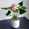 Bright pink Anthurium- flamingo flower. Rarely without their showy blooms, Anthuriums are