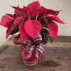 4&rdquo; poinsettia in a decorative pot adorned wih ribbon, pinecone and ornament