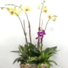 A variety of Orchid plants will be mixed with assorted green plants.
Colors
