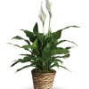 Potted peace lily with white blooms in a woven basket