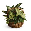 Basket of assorted green houseplants