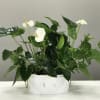 Place your Anthurium Ruffles in a warm, well-lit spot. The more light