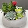 Welcome your new little friend home is this easy to care for