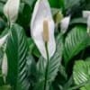 White peace lily blooms among dark green leaves