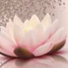 Pink and white lotus flower on a soft reflective background