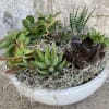 A white bowl planter filled with assorted succulents and moss.
