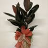 Potted rubber plant in a woven basket with a red bow