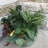 Mixed potted tropical plants in a round container