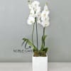 White orchid plant in a square white pot