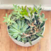 Potted succulent arrangement in a white ceramic bowl