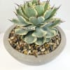 Potted succulent with variegated green leaves in a shallow round planter
