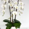 White orchids in a white pot with broad green leaves