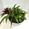 Potted arrangement with dark burgundy and white flowering plants in a white bowl