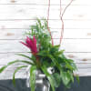 Tropical plant arrangement with a pink bromeliad in a silver pot
